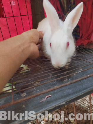 নাইমুল ইসলাম এর মাধ্যমে বিক্রি।